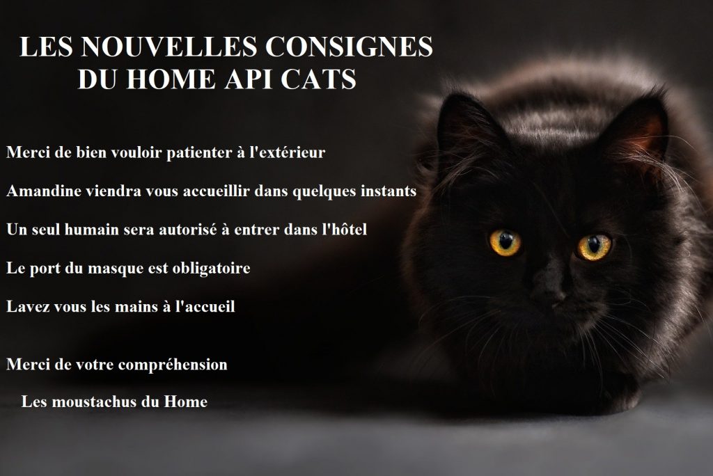 Hotel Et Pension Pour Chat A Lille Home Api Cats